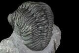 Pedinopariops Trilobite With Awesome Eyes - Mrakib, Morocco #89517-4